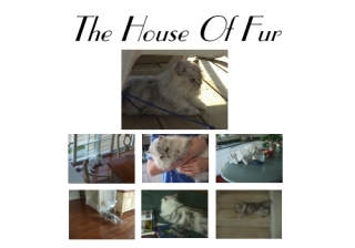 the house of fur dedicated to my shaded silver persian, alexi
